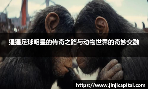 猩猩足球明星的传奇之路与动物世界的奇妙交融